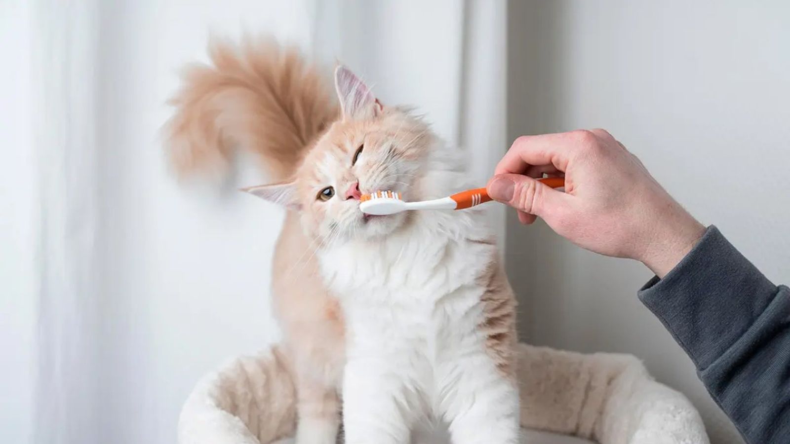 como limpiar dientes perros gatos