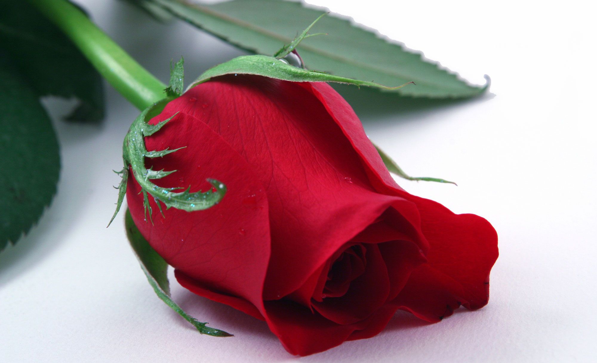 rosa