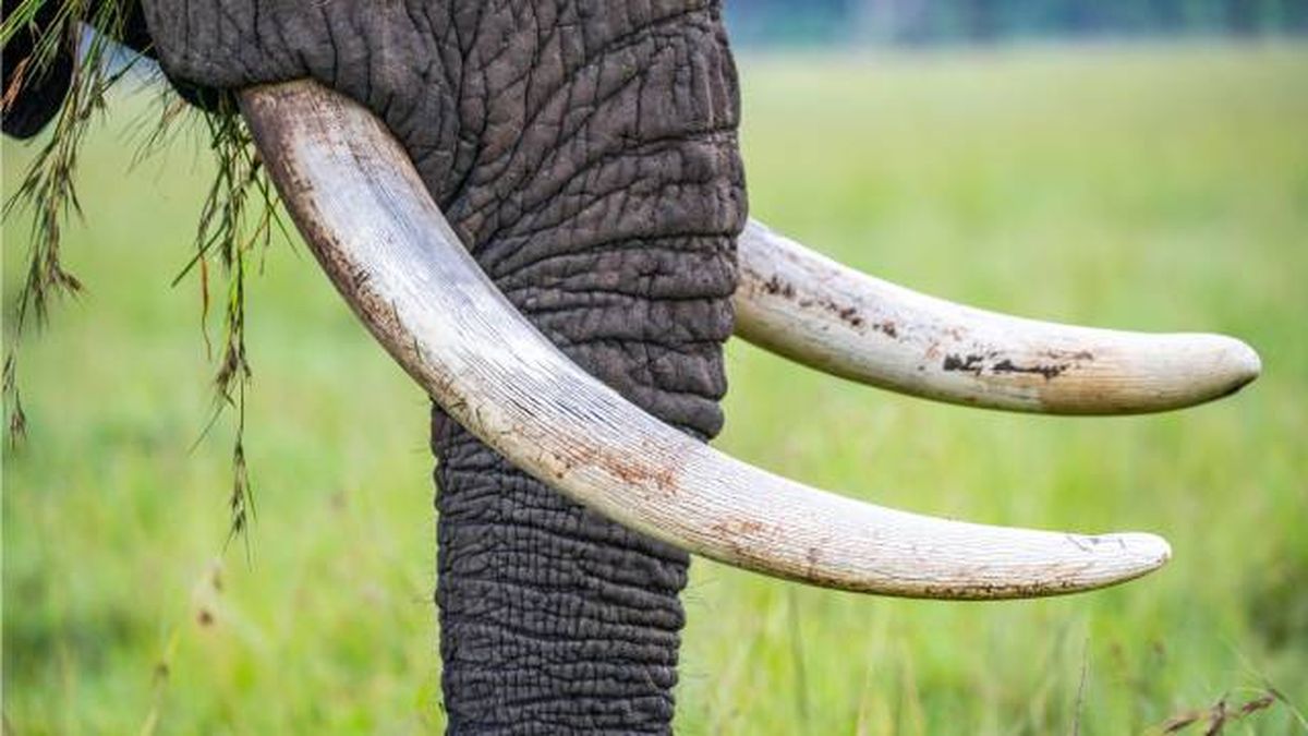 elefante mamifero mas grande de la tierra trafico colmillos marfil