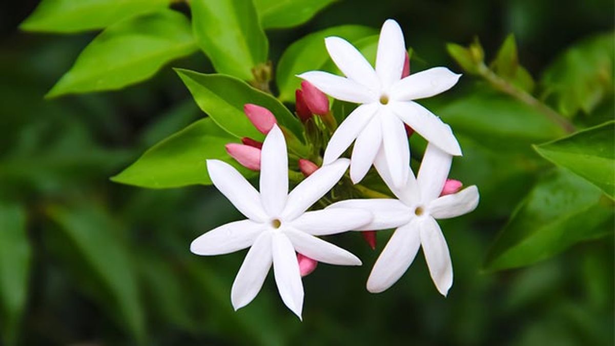 Flores blancas del jazmín