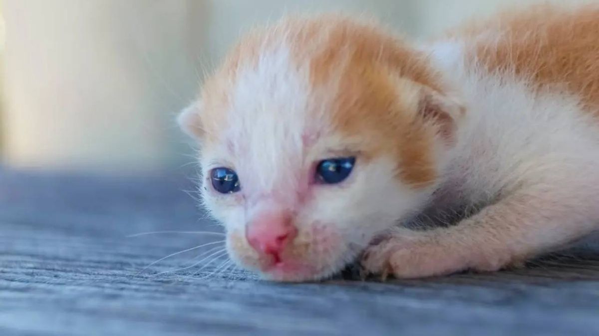 a que edad abren los ojos los gatitos 8 (1)