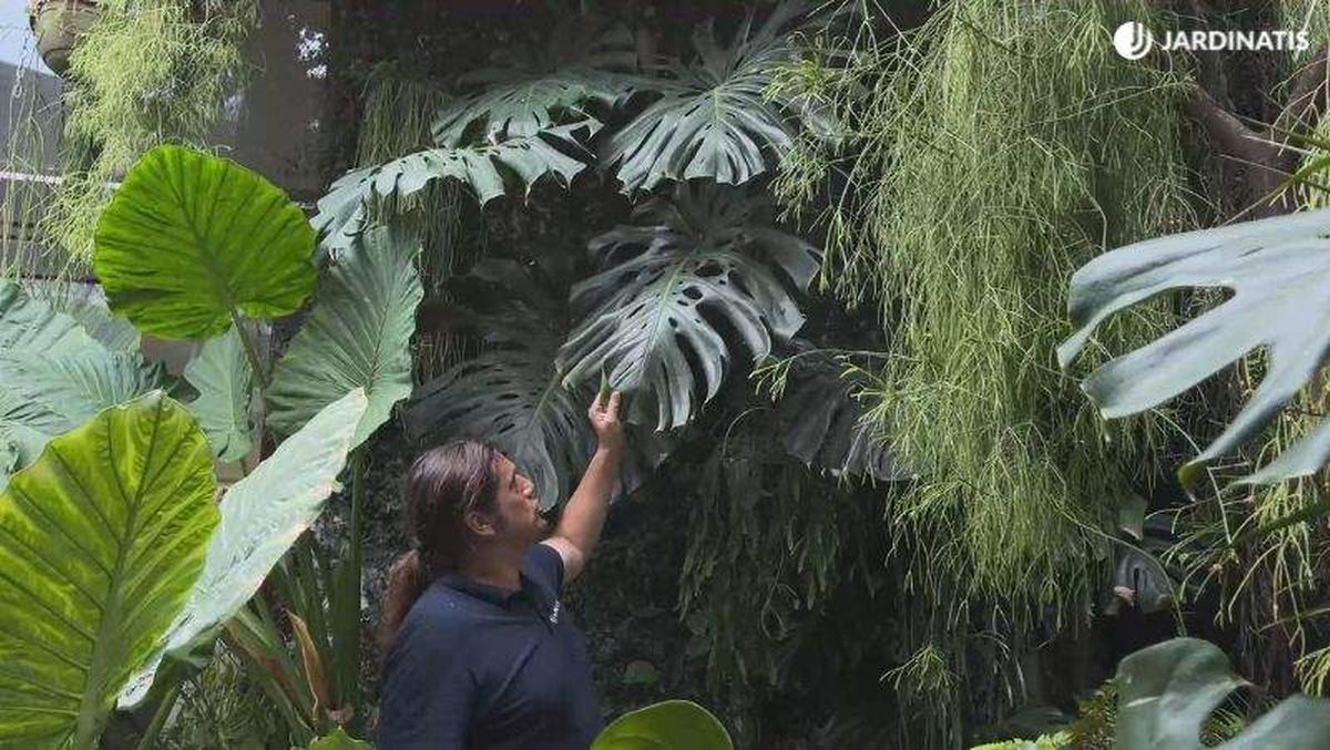 La Costilla de Adán es una planta semitrepadora