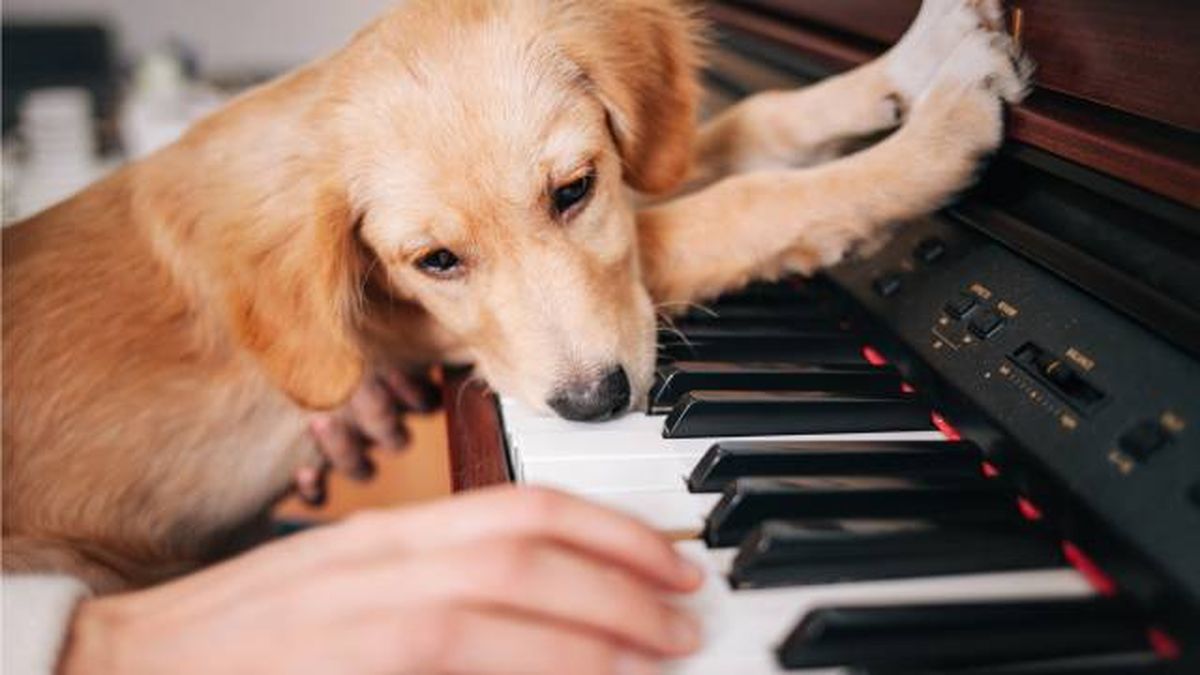 musica personalizada para mascotas