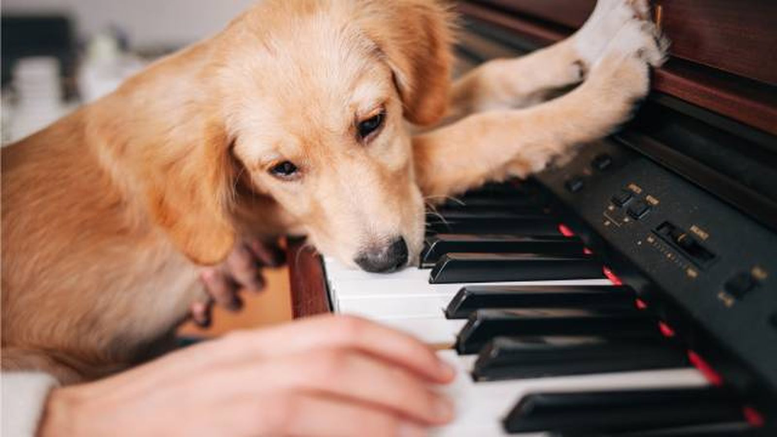 musica personalizada para mascotas