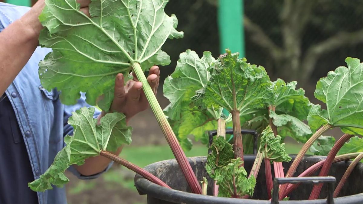 brico 992 jardineria multiplicacion ruibarbo planta hojas