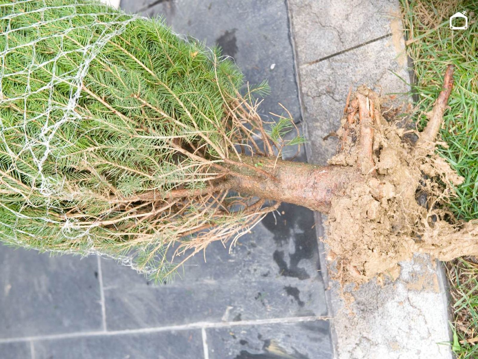 Abies excelsa.