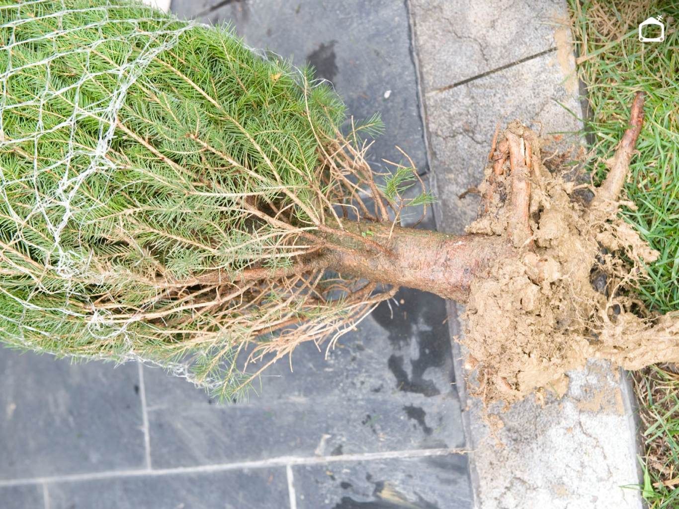 Abies excelsa.