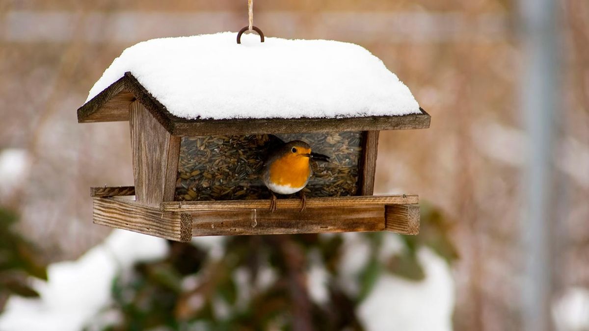comederos pajaros invierno portada