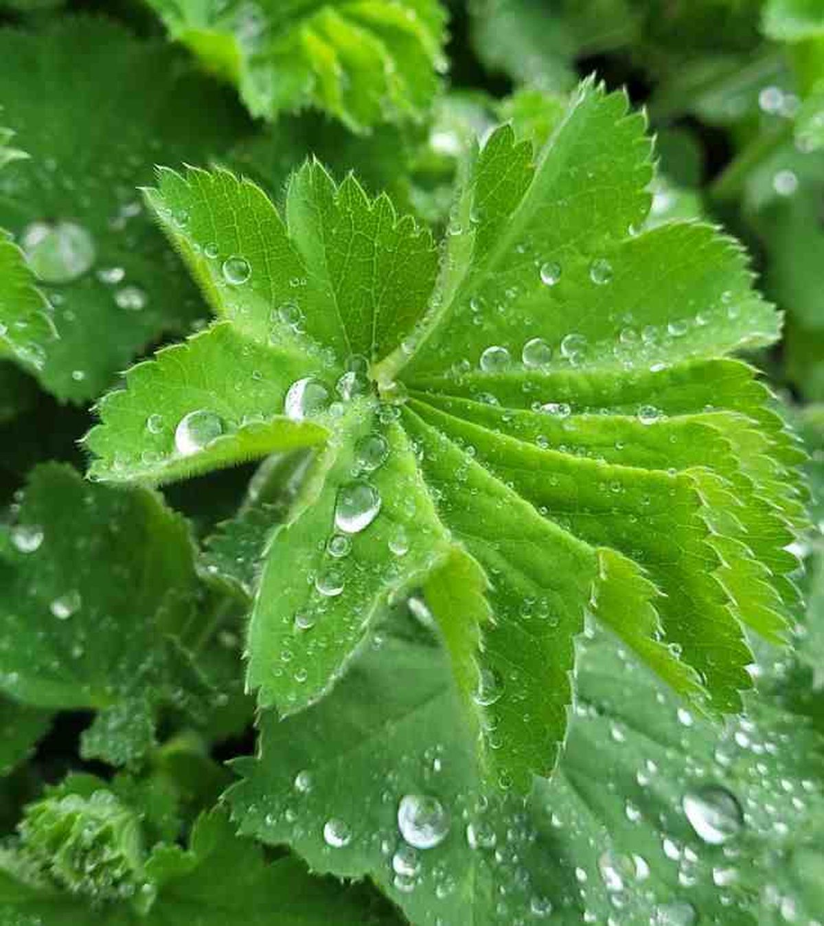 alchemilla vulgaris diente leo hojas