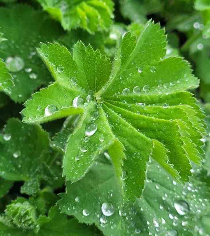 alchemilla vulgaris diente leo hojas