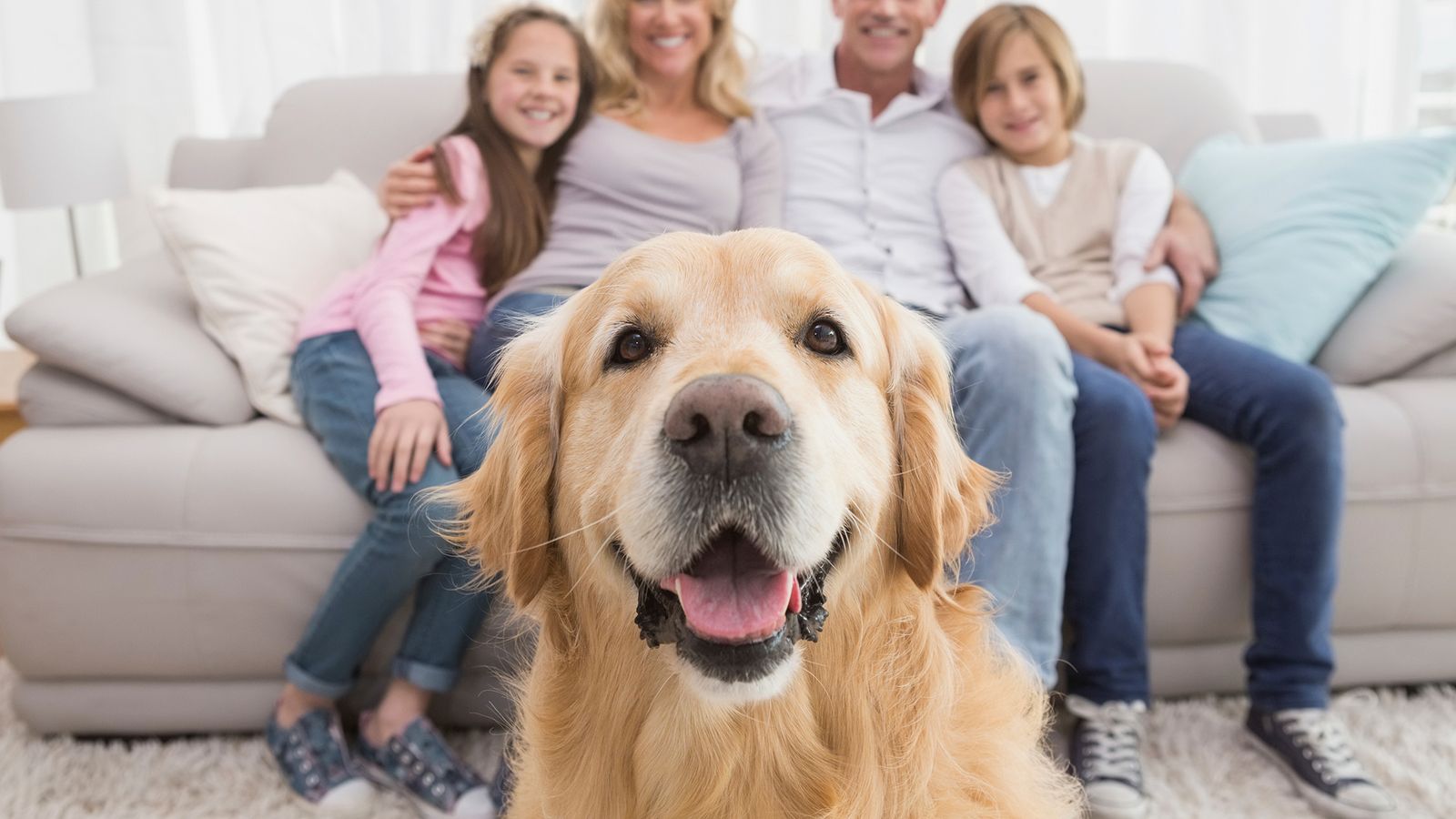 consejos preparar llegada perro