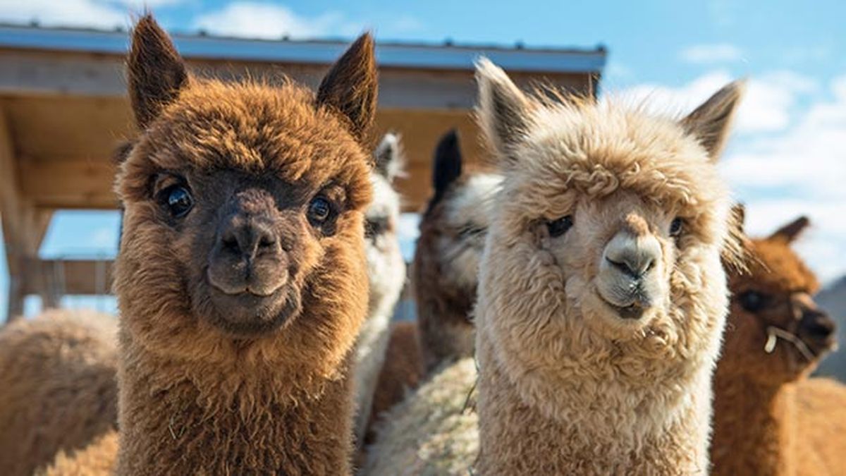 animales felices 1 alpacas