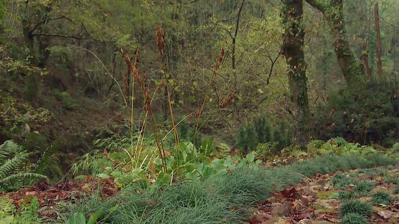 DEKO_JARDIN_596 plantas zonas boscosas sombrias