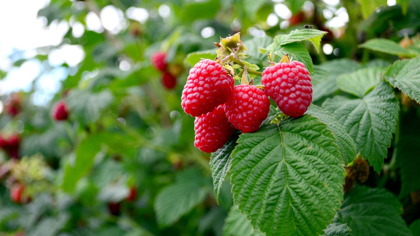 el cultivo de las frambuesas