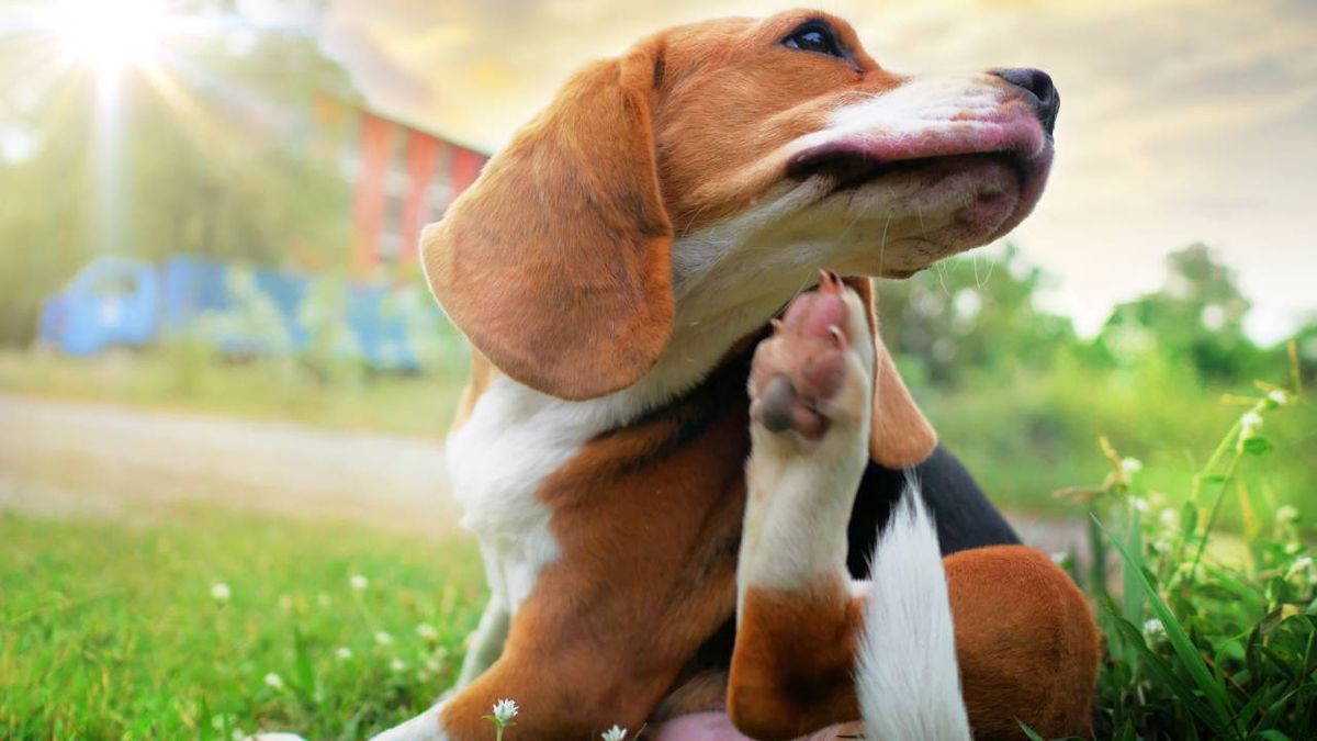 Las pulgas y garrapatas son unos molestos compañeros para un gran número de mascotas