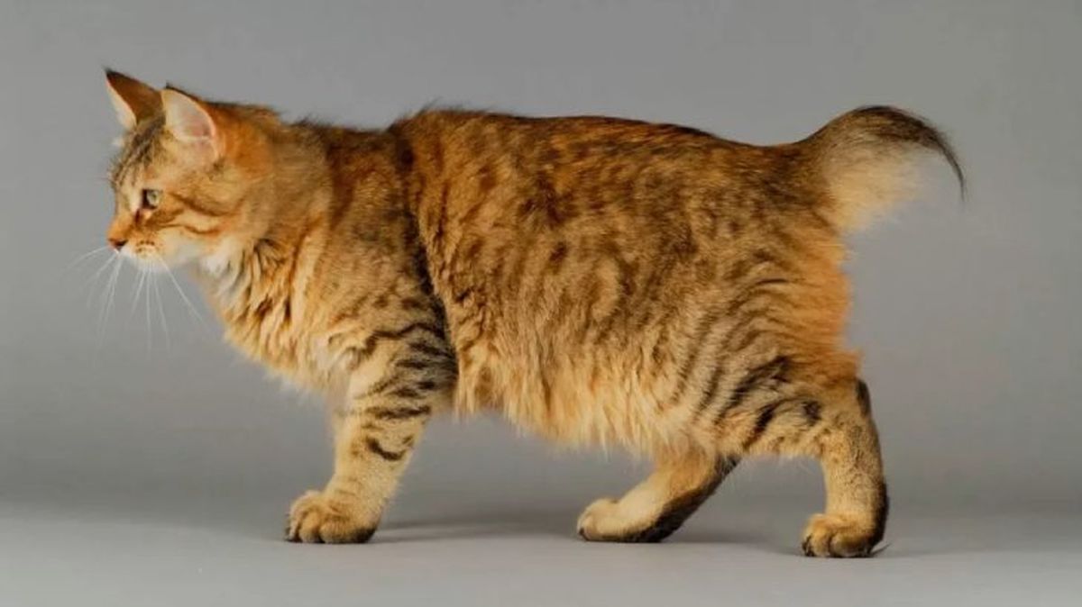 bolsa primordial de los gatos 4