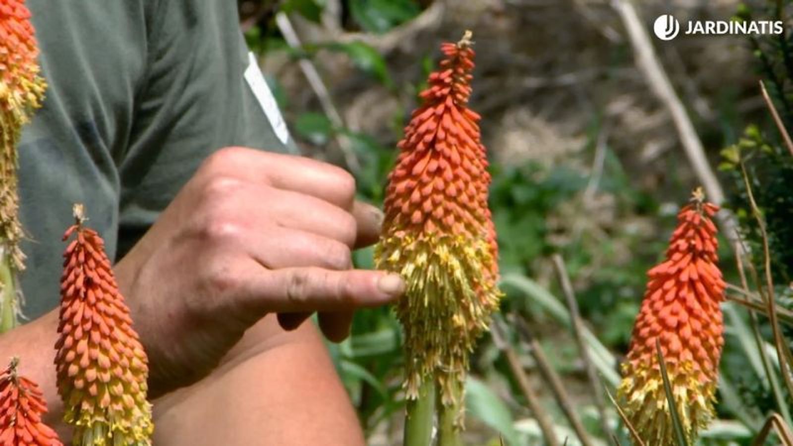 Inflorescencia de la tritoma