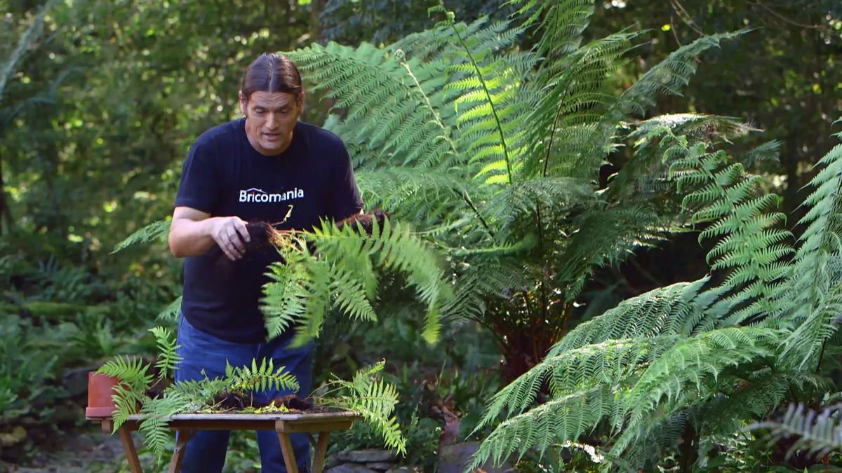 brico 926 3 reproduccion helecho arboreo dicksonia antartica matas