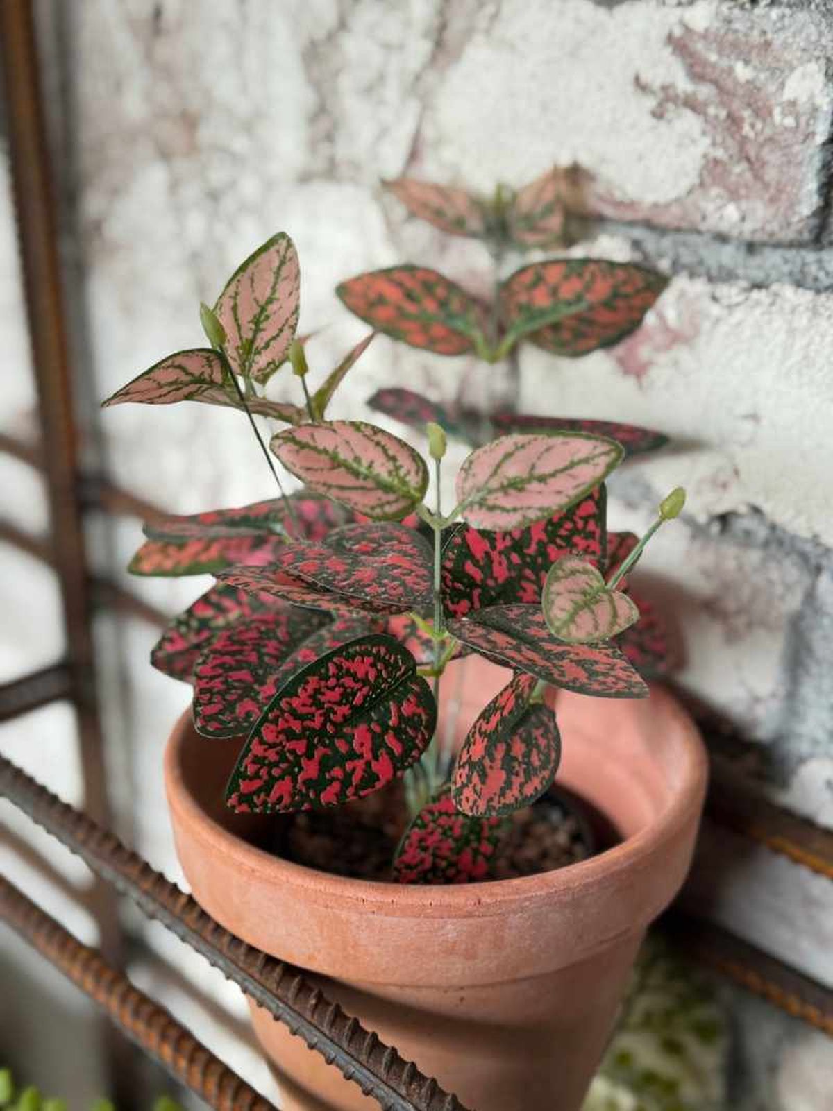 Planta Hypoestes en la terraza