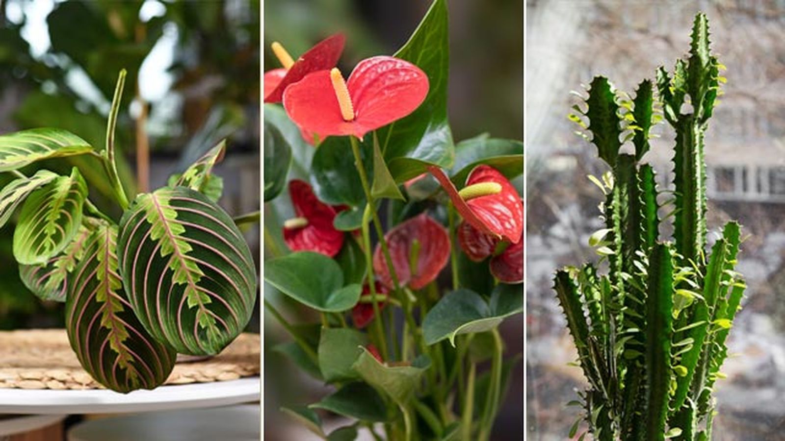 plantas san solterin maranta leuconeura anturio euphorbia trigona