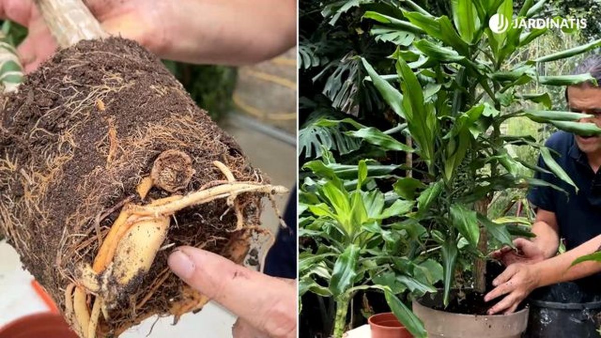 raices del tronco de brasil reservas de agua