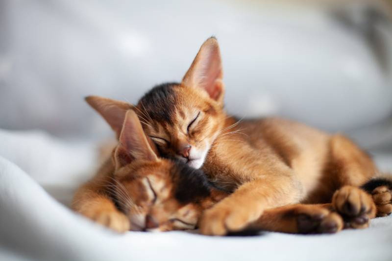 Si estás pensando en adoptar un gato abisinio, puedes buscar en refugios de animales.