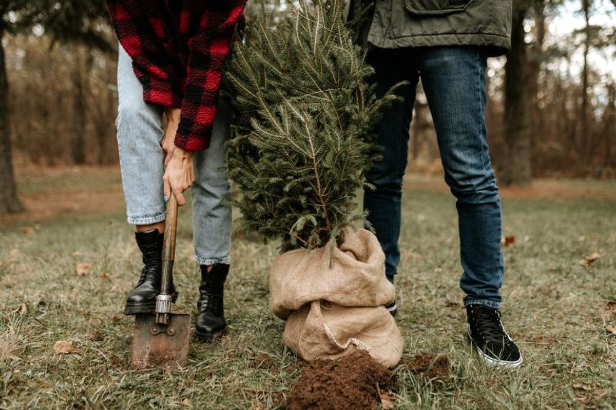 Replantar árbol en el jardín