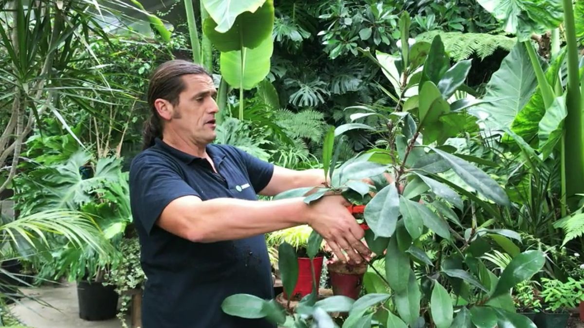 briconsulta cuando se poda una planta de interior