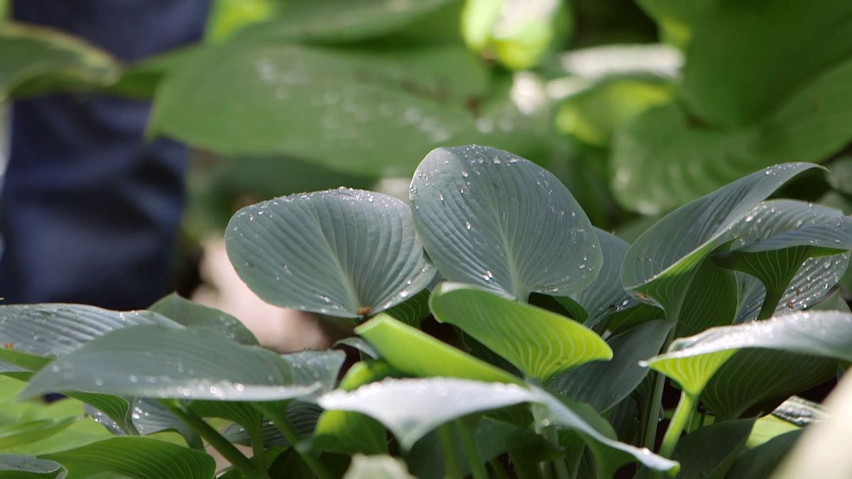 brico 0913 3 variedades hostas hermosas hosta nerviacion marcada