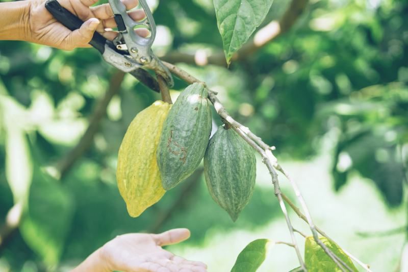 Fruto verde del cacao