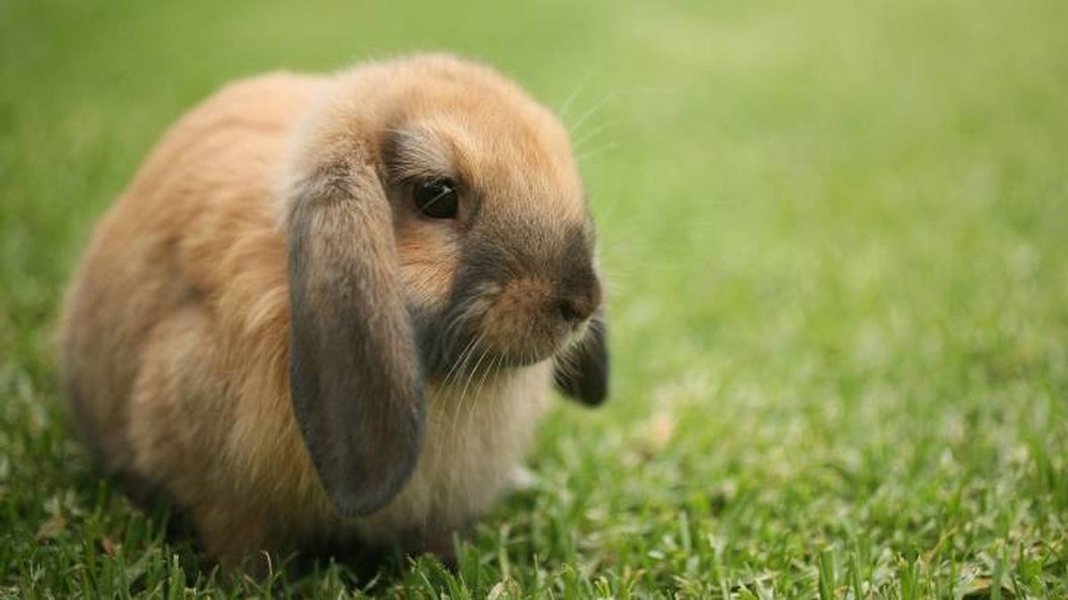 curiosidades sobre conejos conclusion