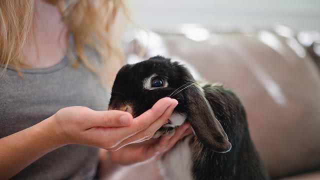 conejo negro