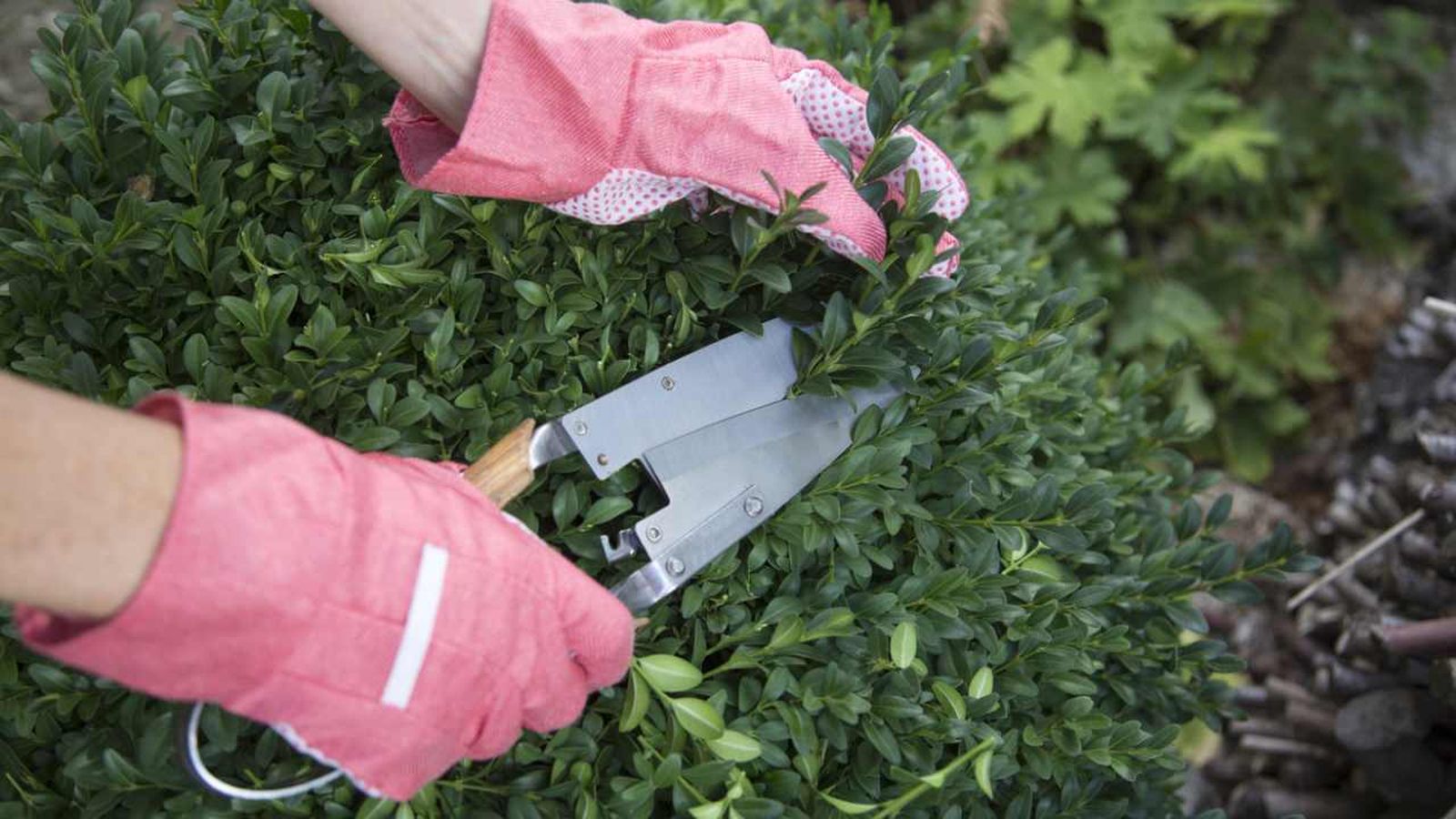 boj buxus sempervirens