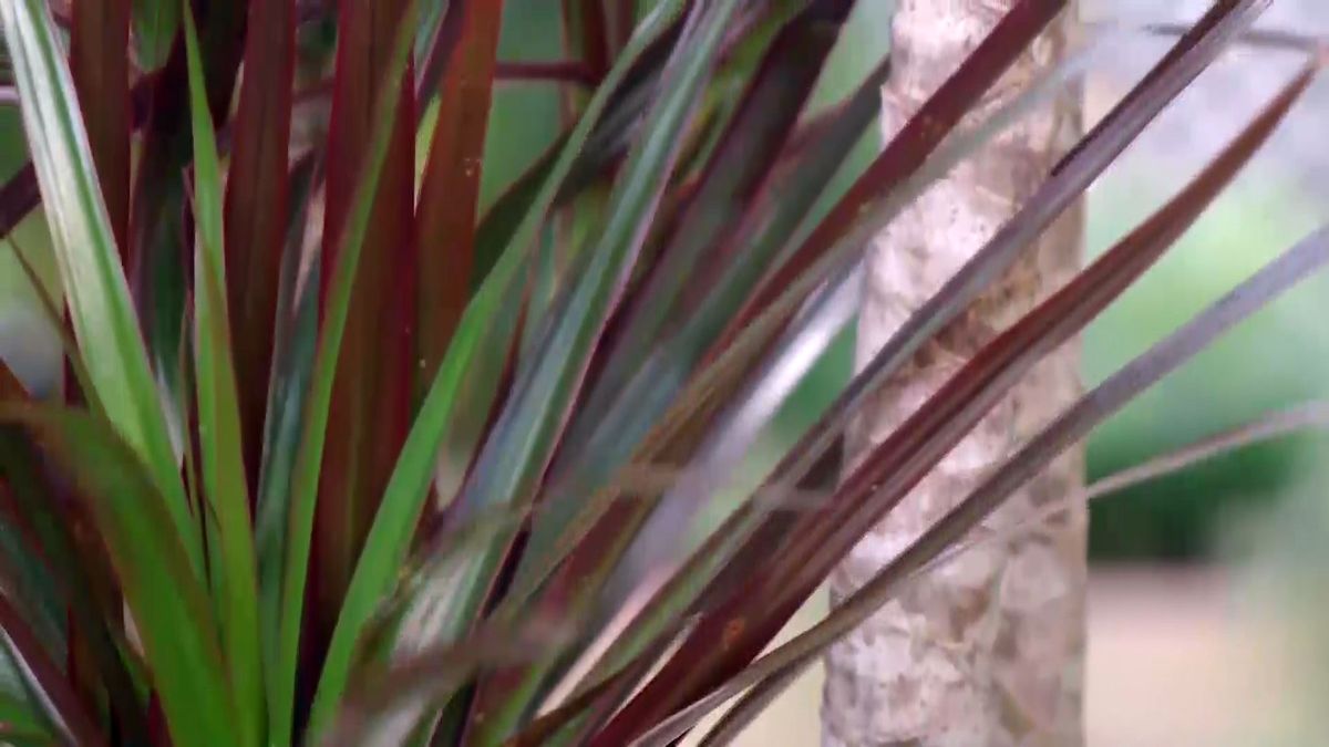 deco 686 variedades dracena marginata hoja granate