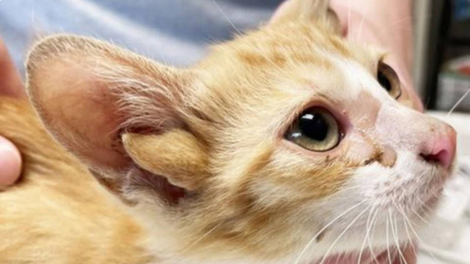 La particularidad de Audio se ha convertido en un auténtico tesoro genético.