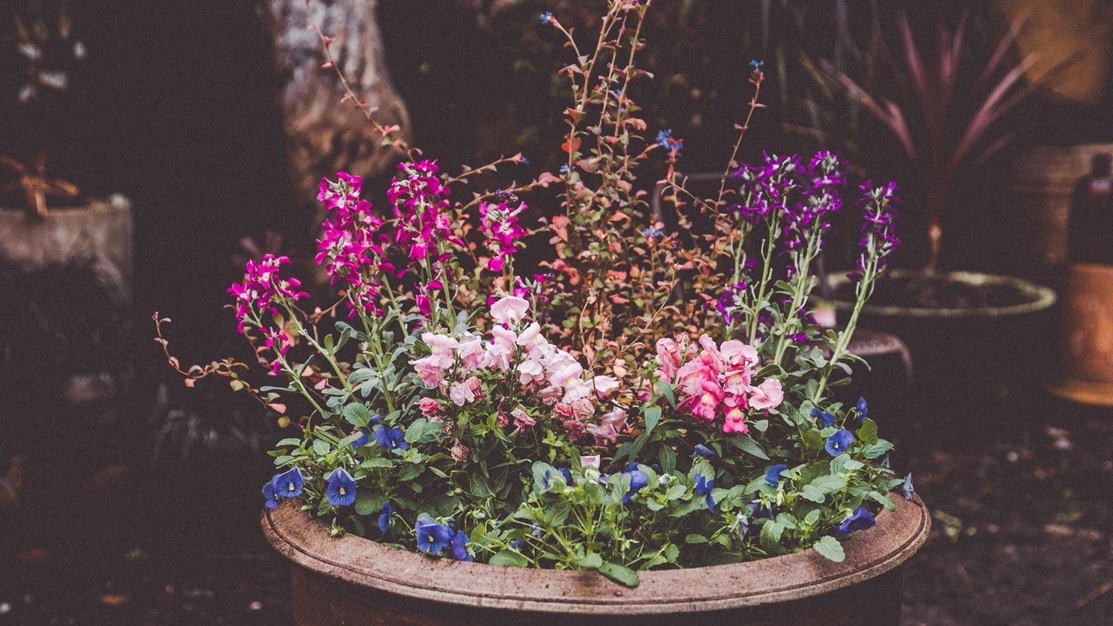 974 jardineria ceratostigma composicion