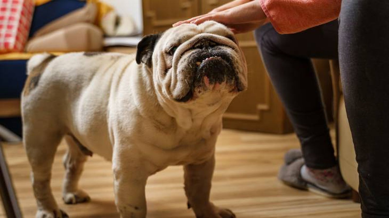 El Bulldog es un perro perfecto para personas tranquilas