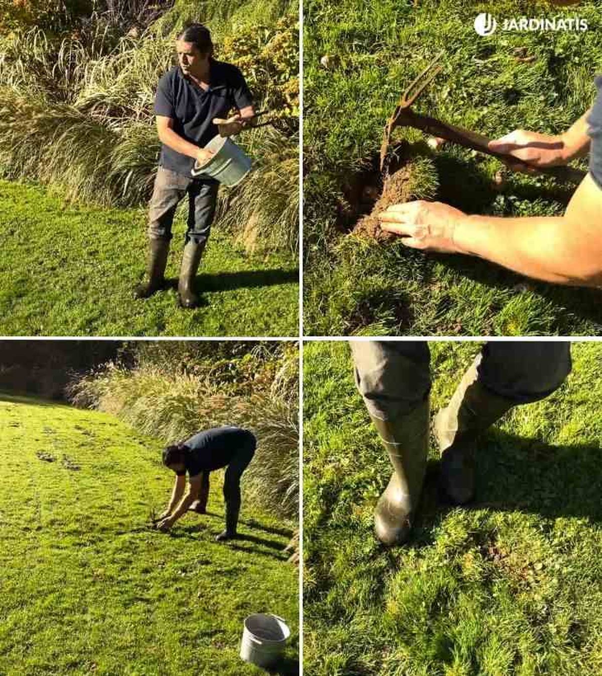 como plantar narcisos en el jardin