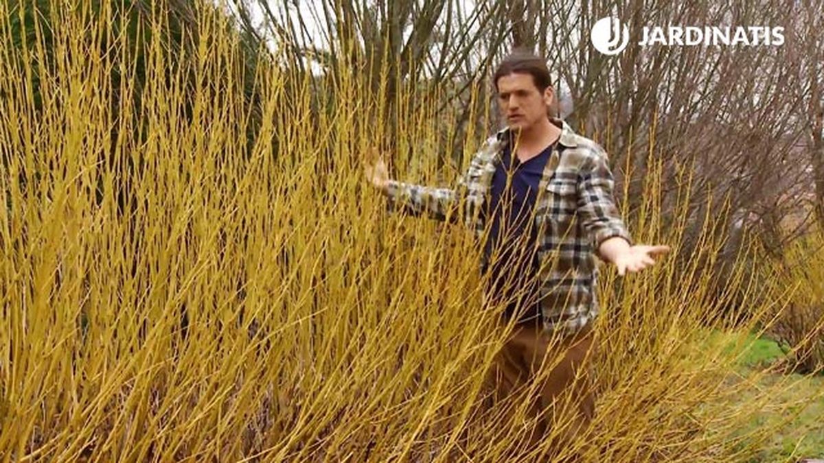 4 variedades de cornejo para el jardin en invierno cornus sericea flaviramea deko jardin 607