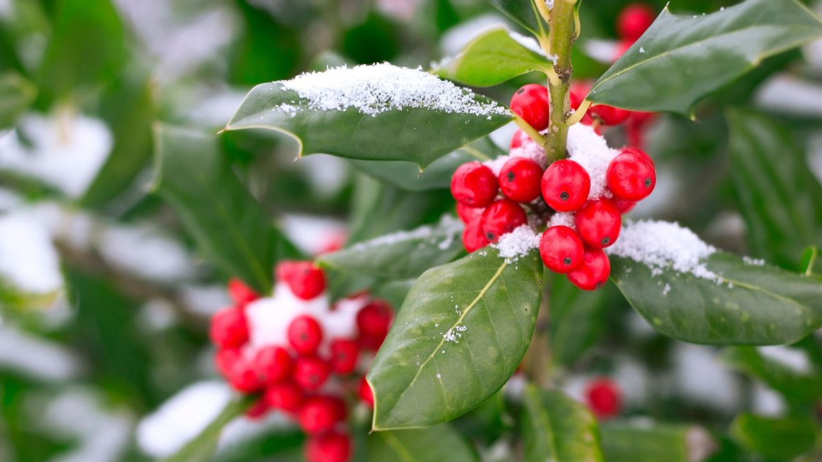 Tareas de jardinería en diciembre