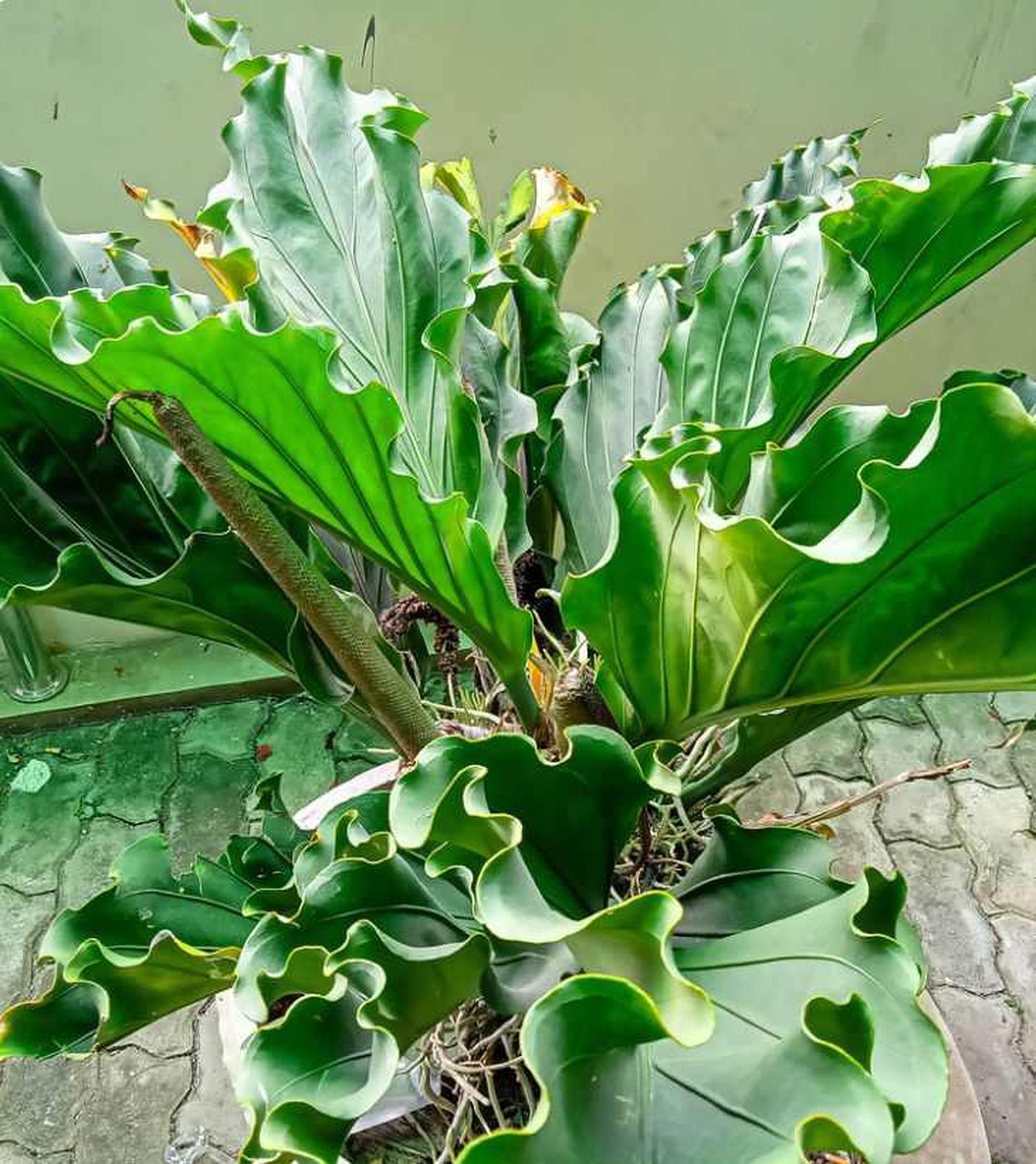 Anturio gigante o jungle king