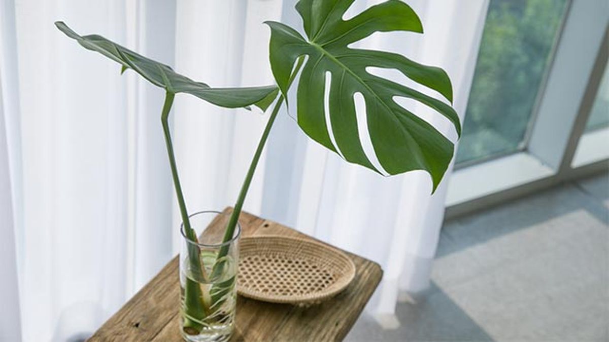 reproducir monstera agua