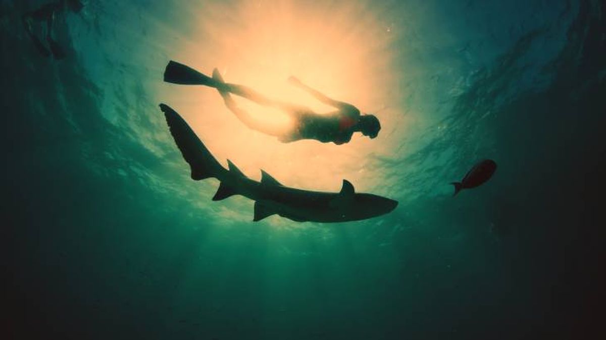 Una mujer bucea y nada con el tiburón en un mar tropical