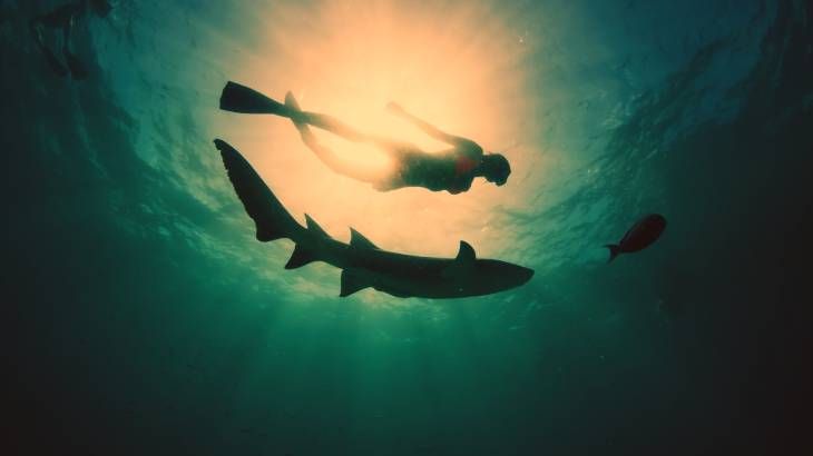 Una mujer bucea y nada con el tiburón en un mar tropical