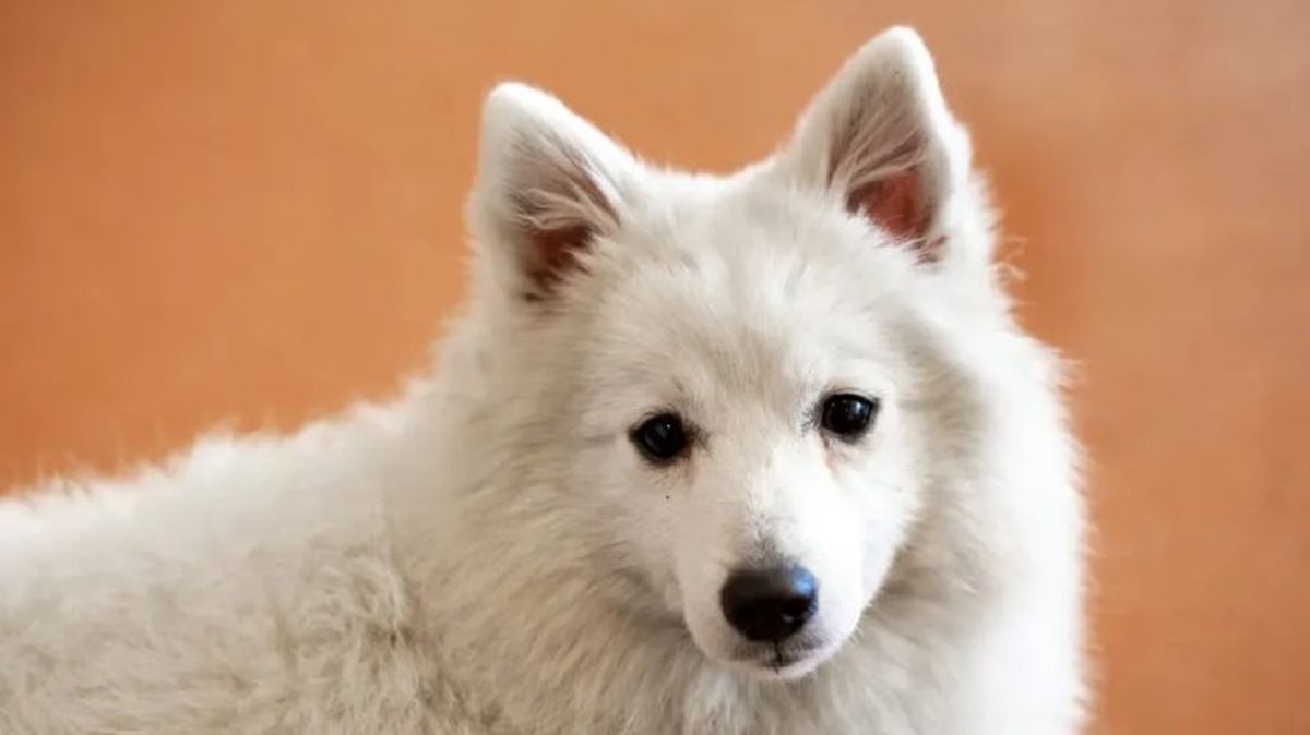 perros japoneses spitz japones 9