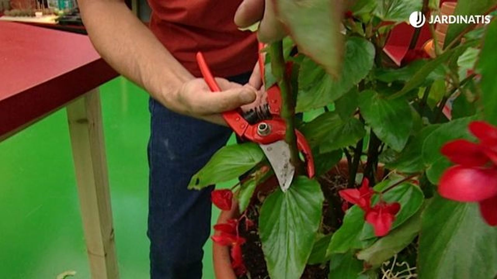 poda tallo begonias brico 385
