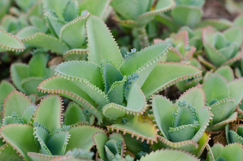 Kalanchoe pinnata.