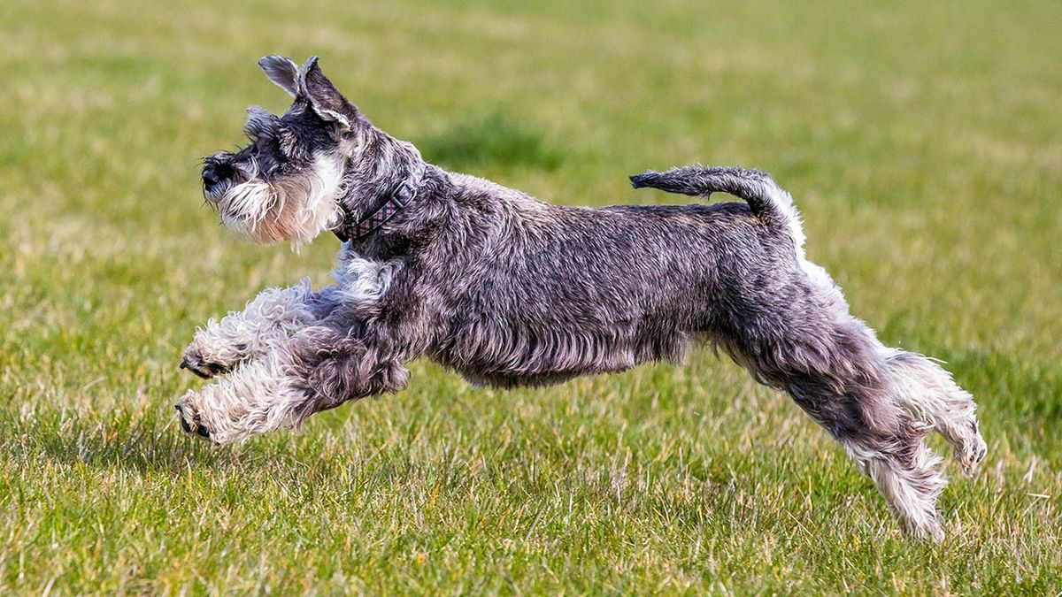 schnauzer enano 4