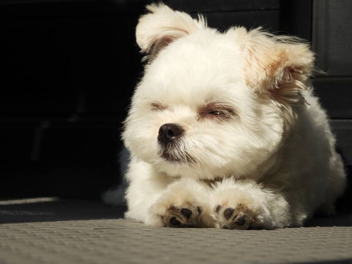 Las almohadillas aíslan las patas de la temperatura del suelo y amortiguar la presión normal de las pisadas