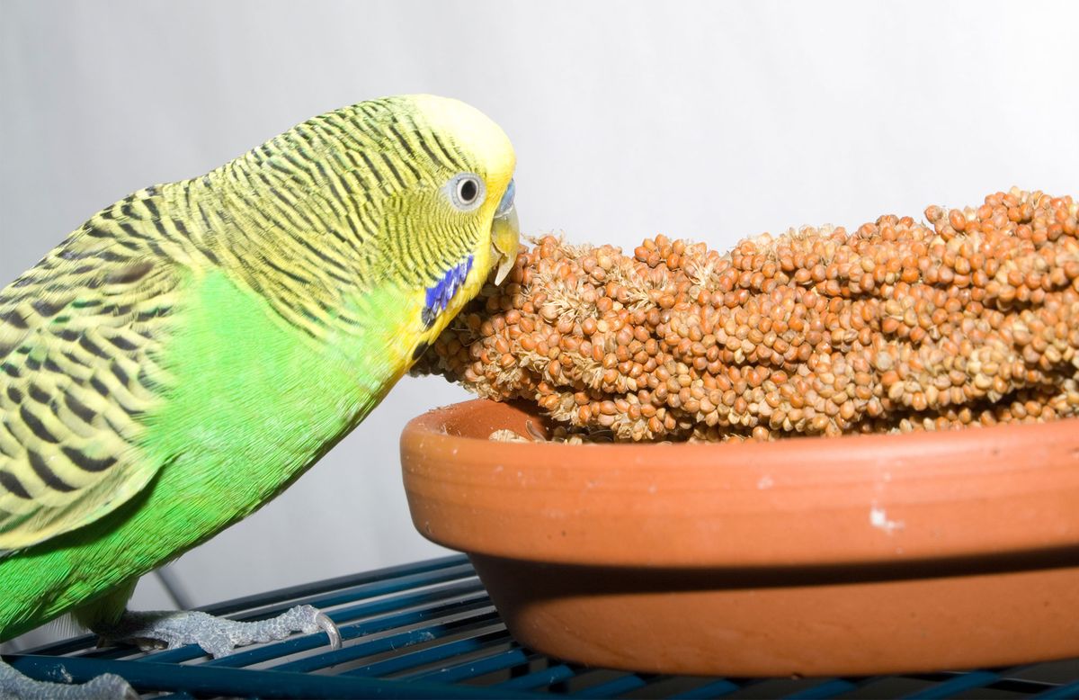 periquito australiano alimentacion